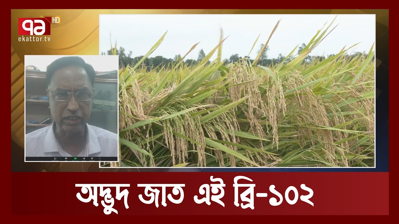 নতুন জাতের ধান ব্রি-১০২ পেয়েছে ব্যাপক সফলতা | Orthojog | Ekattor TV