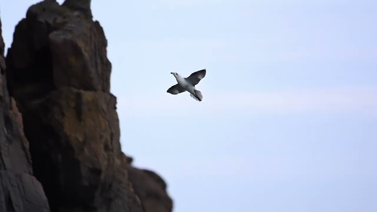 Fulmar coming in to land at Hawkcraig cliffs in Fife.  Nikon Z6 III 120fps