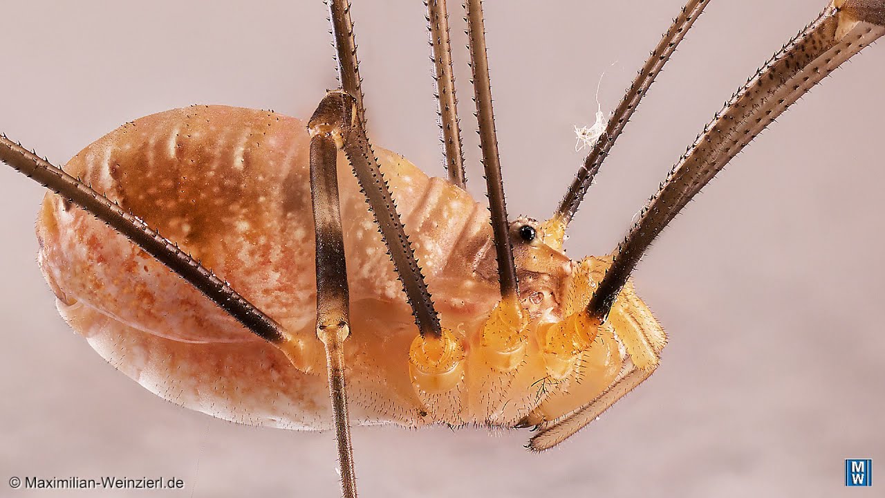 macro focus shift shooting has never been easier. Nikon Z7II + NikkorZ MC 105/2.8 VRS + HeliconFocus