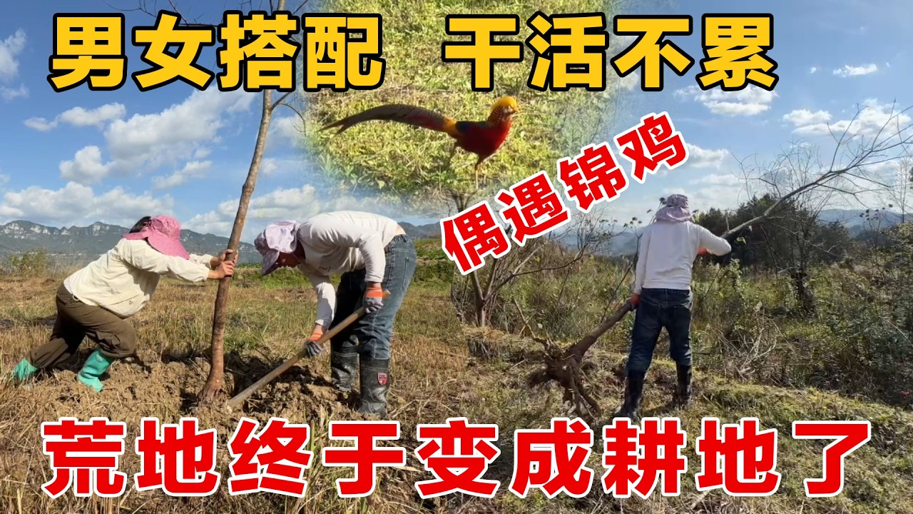 夫妻搭档齐心协力终于把荒地变成了耕地，一个星期的辛苦值了