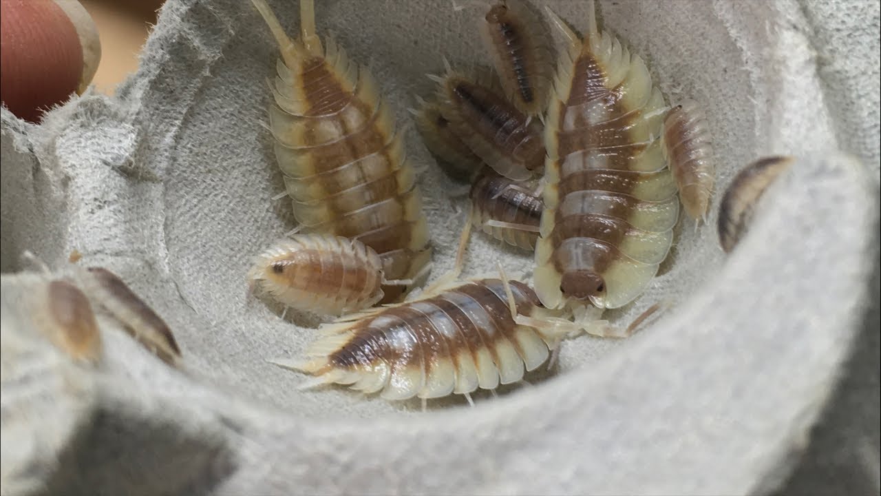 Baby Porcellio Expansus and Other Isopods
