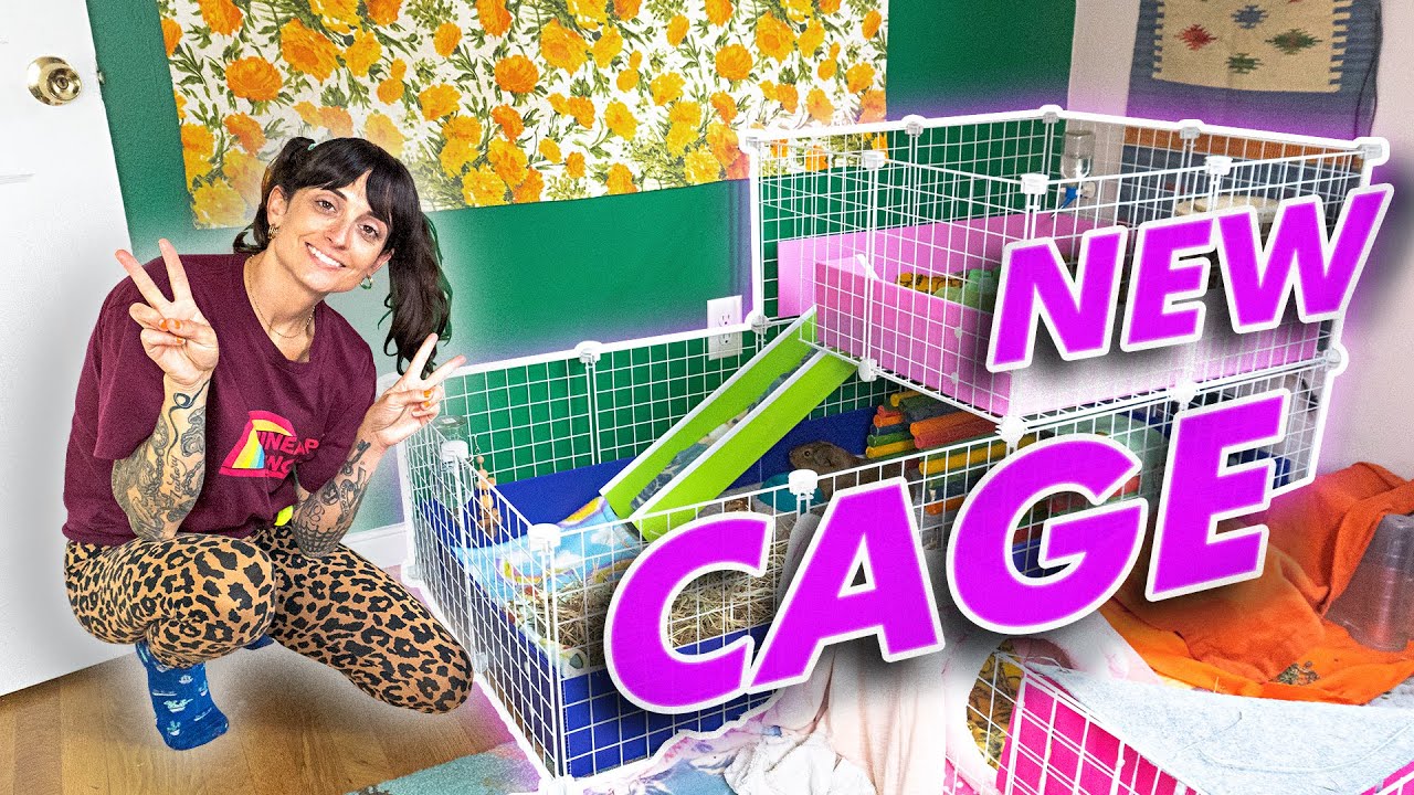NEW C&C CAGE Setup For Guinea Pigs!