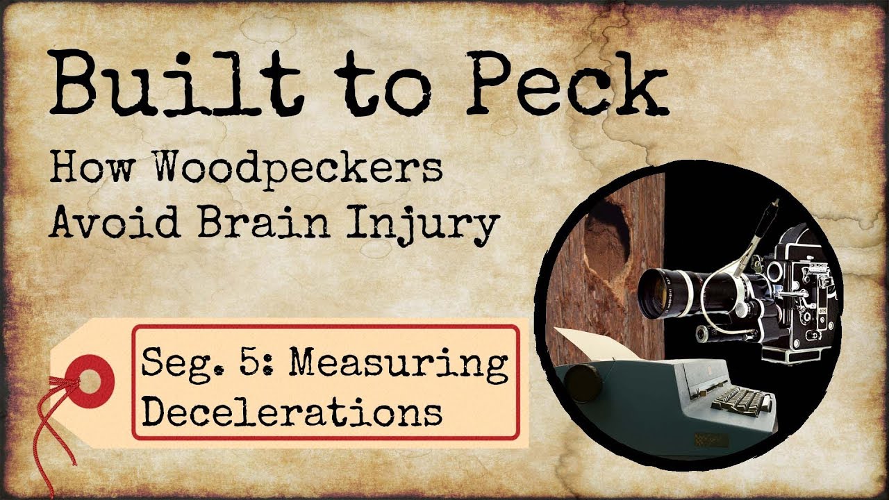 How Woodpeckers Avoid Brain Injury, Segment 5: Measuring Deleration