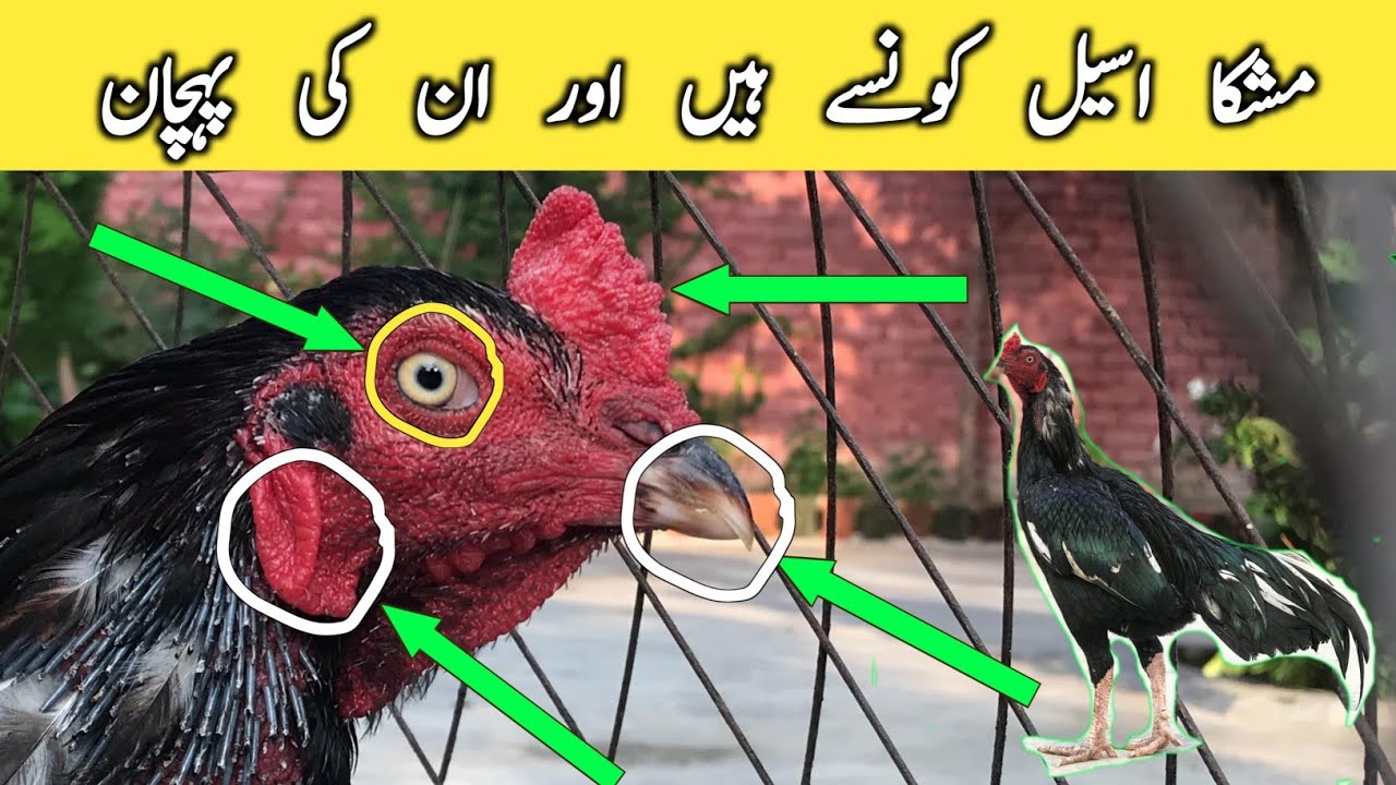 Mushka aseel ki pehchan |mushka aseel murga |black aseel