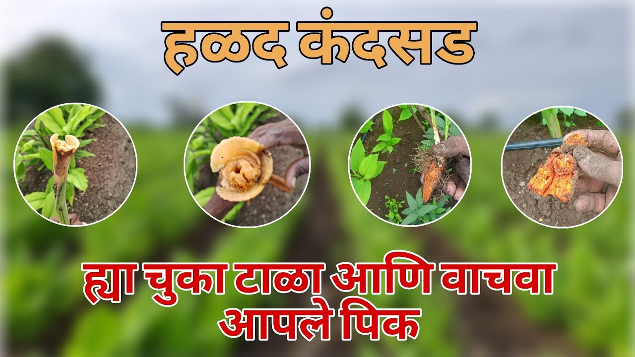 हळद पिकातील कंदसड नियंत्रण halad kandsad niyantran 