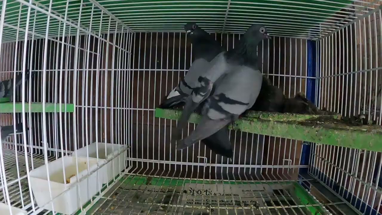 English Tippler Pigeon