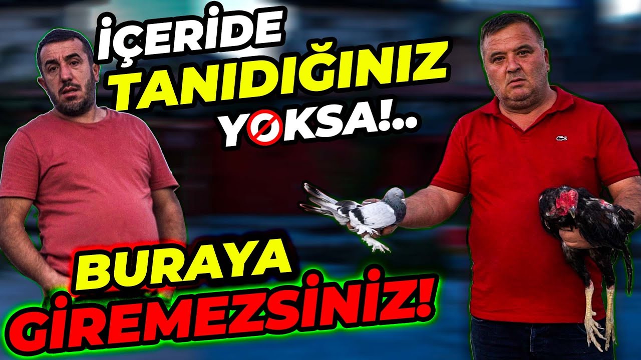10.000 TANE GÜVERCİNİN BULUNDUĞU 