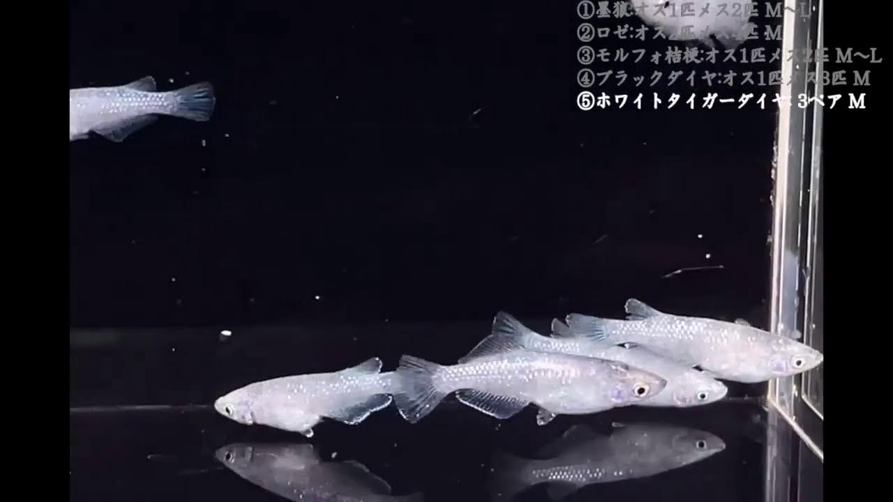 2026年2月18日めだかの館LIVEオークション