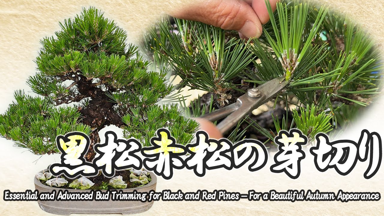 黒松・赤松 芽切りの基本と応用 〜美しい秋姿のために〜
