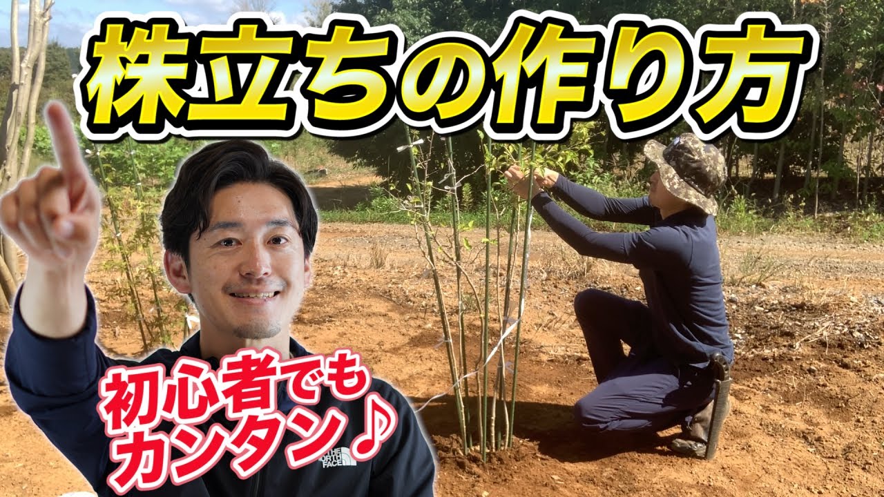 【生産者が教える】苗木から株立ちをきれいに作る方法
