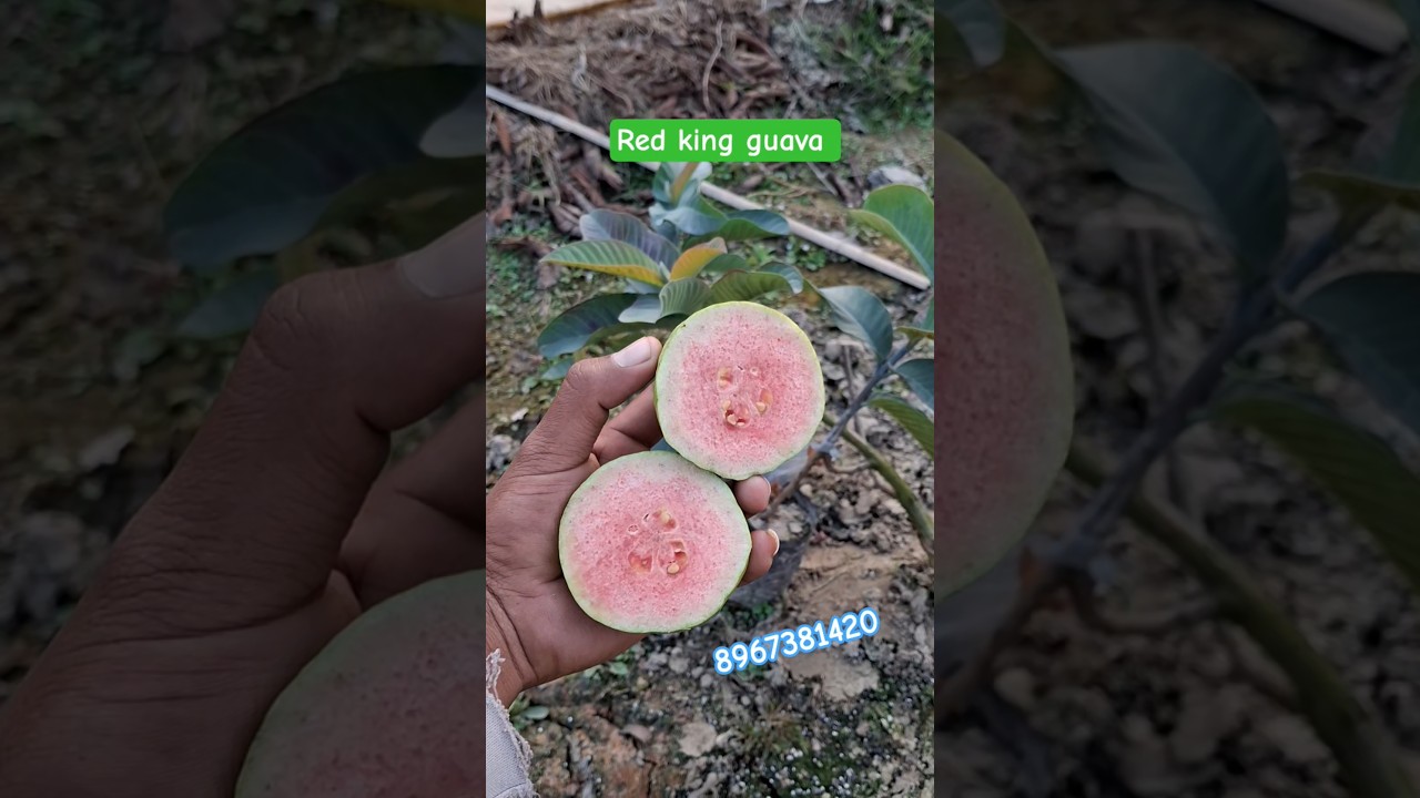 red king guava plants available wholesale price all over India delivery 100% original and authentic