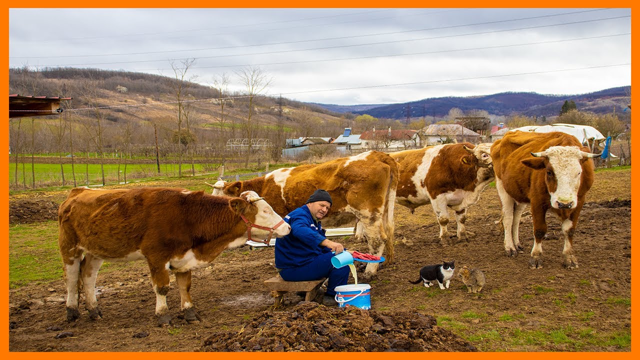 O Dimineață la Ferma de Vaci Alături de Tatăl Meu