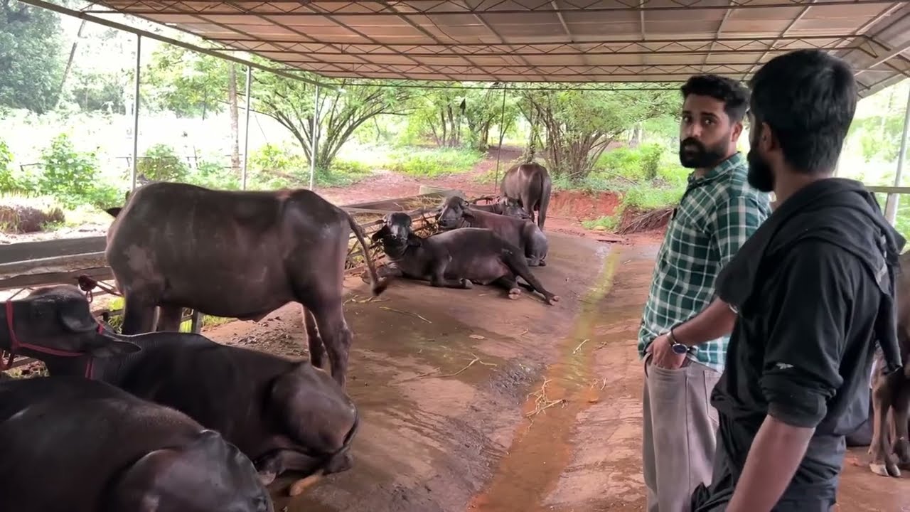 ആര്യമ്പവ് ഫാo പോത്തും കുട്ടികൾ വളർത്താനും വിൽക്കാനും മണ്ണാർക്കാട് കാർക്ക് അടുത്ത് ഫാമുണ്ട്