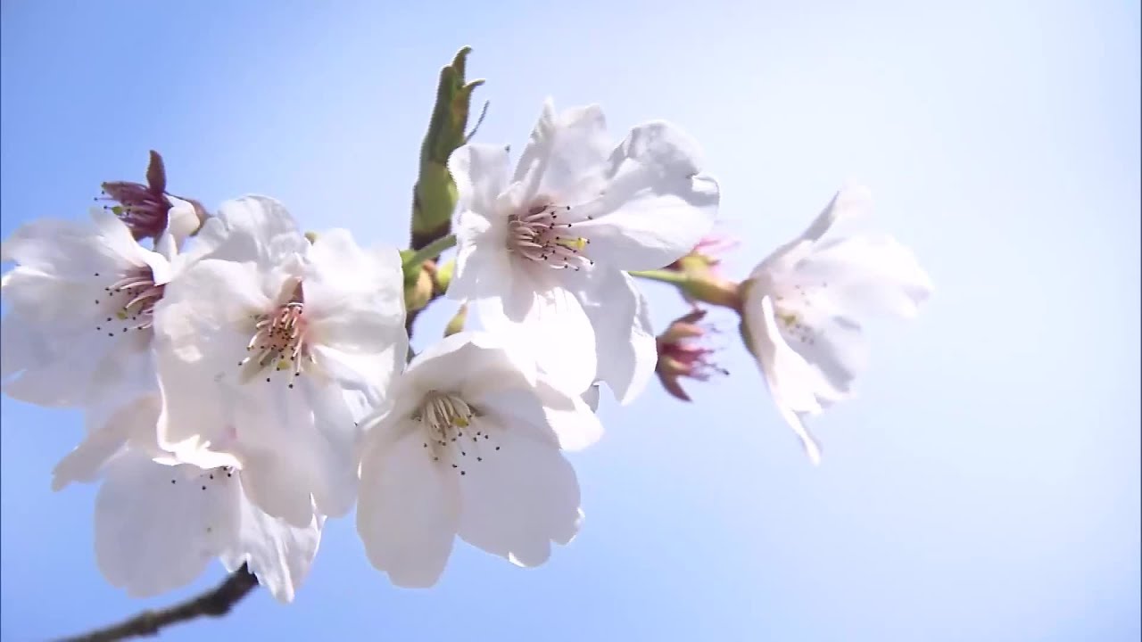 8分咲きの桜も！高知城の標本木は「つぼみ」がほとんど&hellip;今週末には満開か (26/03/26 19:19)
