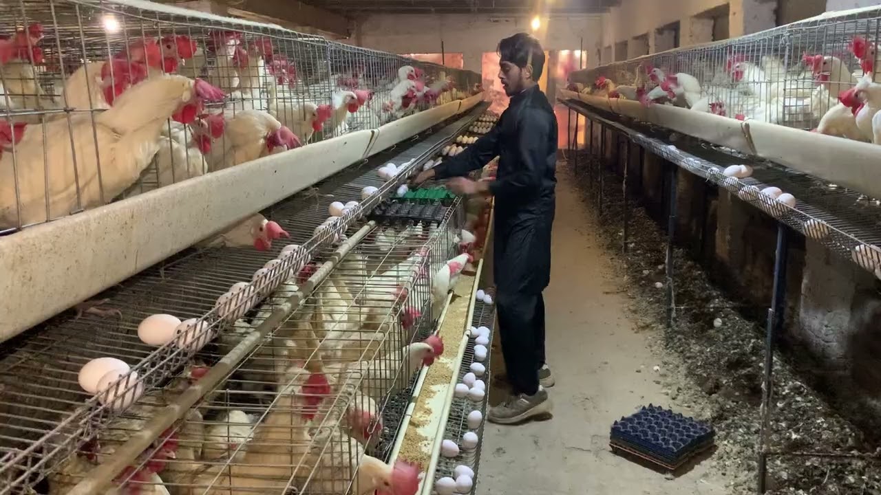 Raising Chickens For Eggs | Collecting Chicken Eggs | Food For Egg Laying Chicken | Part 32