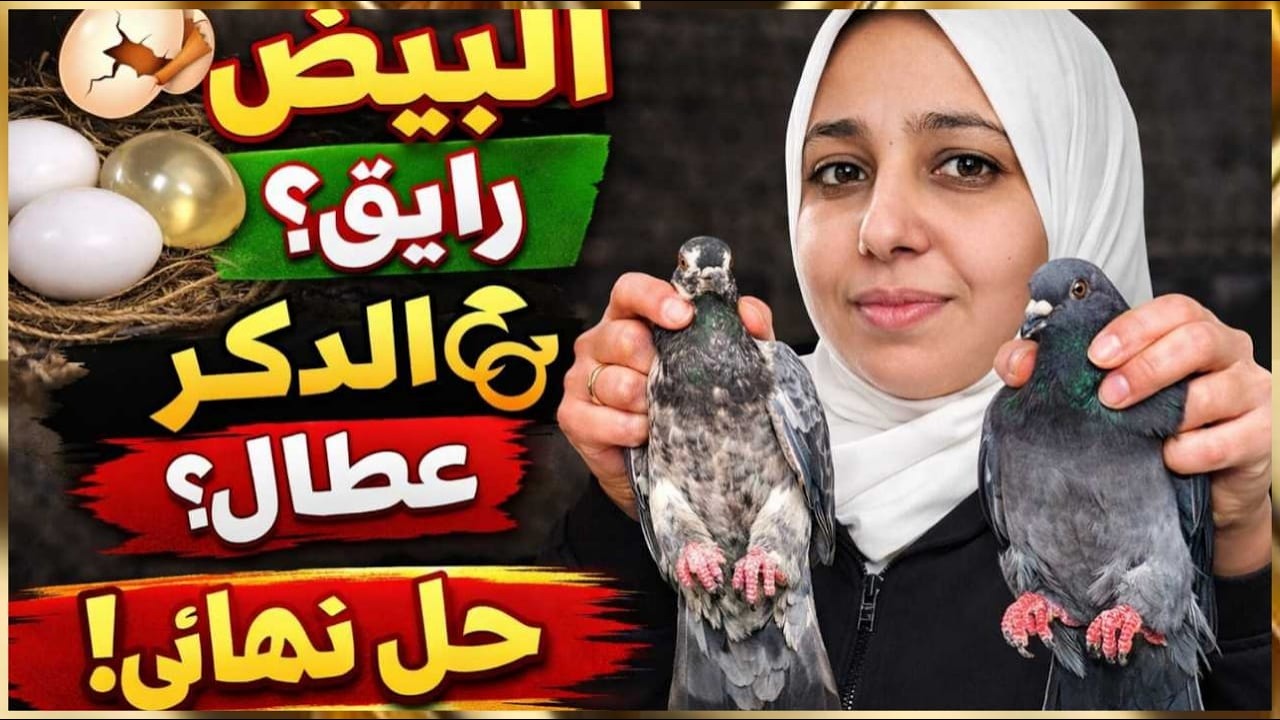 الحل النهائي لنجاج تربية الحمام الحصى الفاضي؟ البيض الرايق الدكر عطال؟