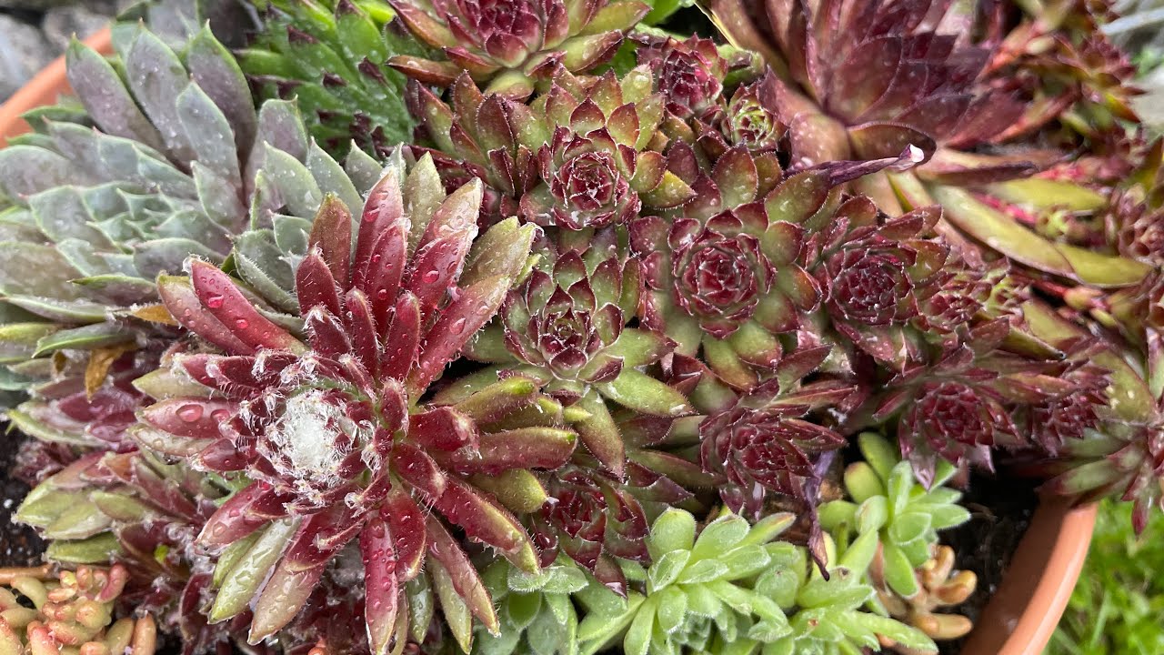 Sempervium bakımı ve arajmanı #sempervium #sukulent #succulents