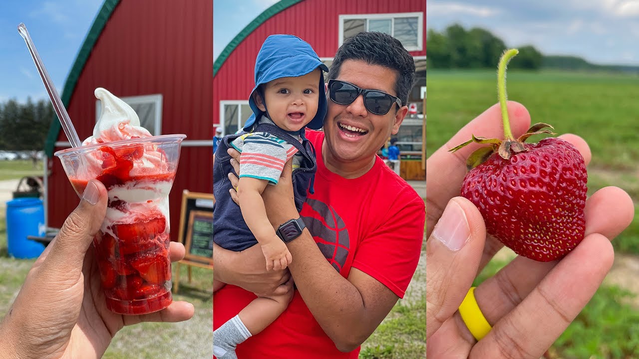 COLHENDO MORANGOS NUMA FAZENDA DE VERDADE NO CANADÁ 🍓