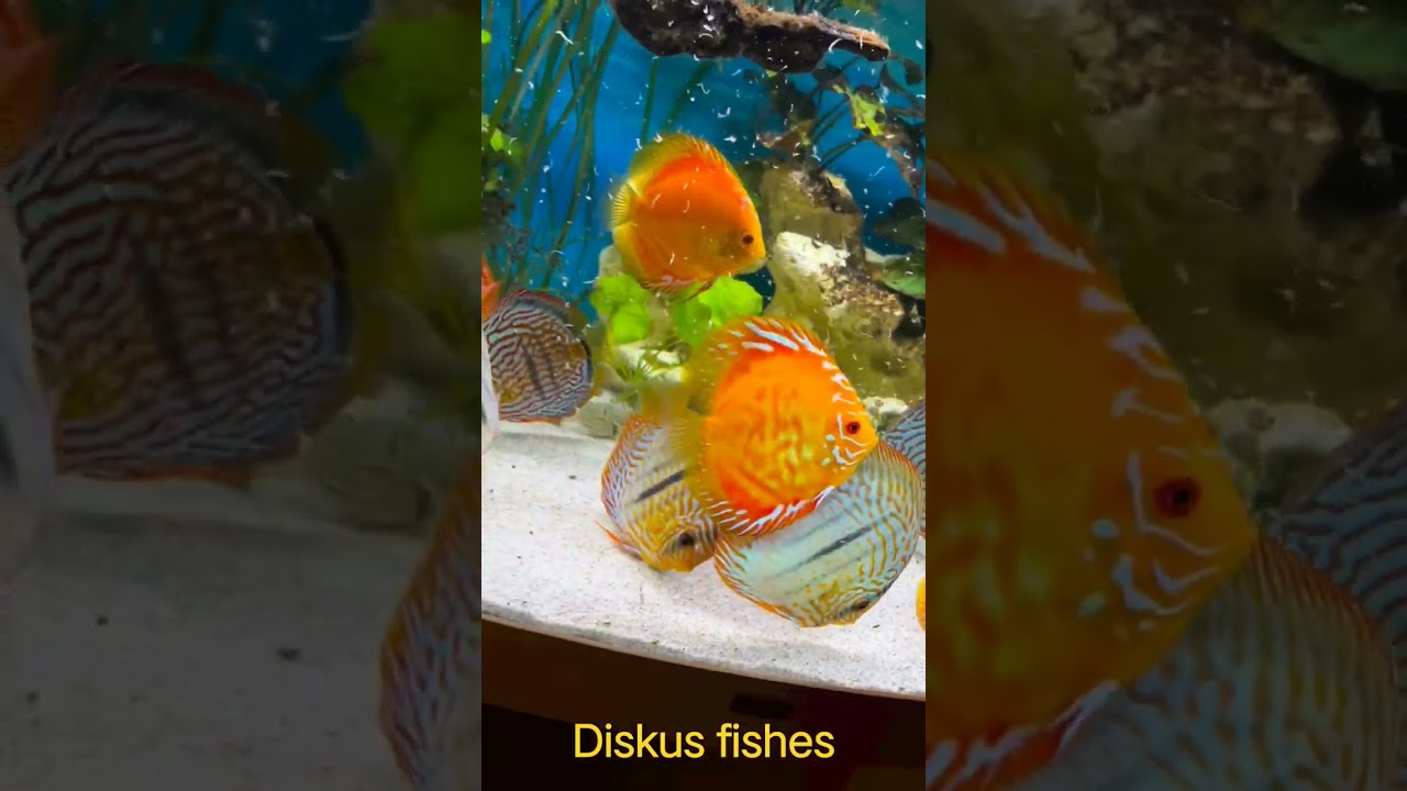 #diskusi #aquarium #fishtank #discus #discustank #aquariumfish #fishes #aquariumhobby #aquascape ..