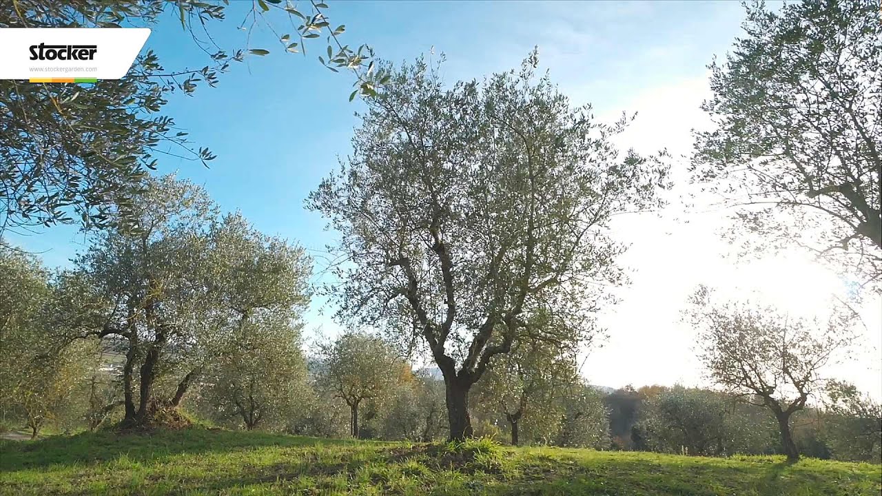 Come potare l'olivo - Potatura dell'olivo a vaso policonico a 360 ° - Parte 1