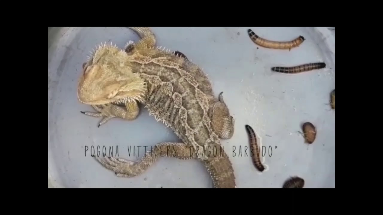 Alimentaci&oacute;n de Pogona Vitticeps - Fundaci&oacute;n Refugio Salvaje