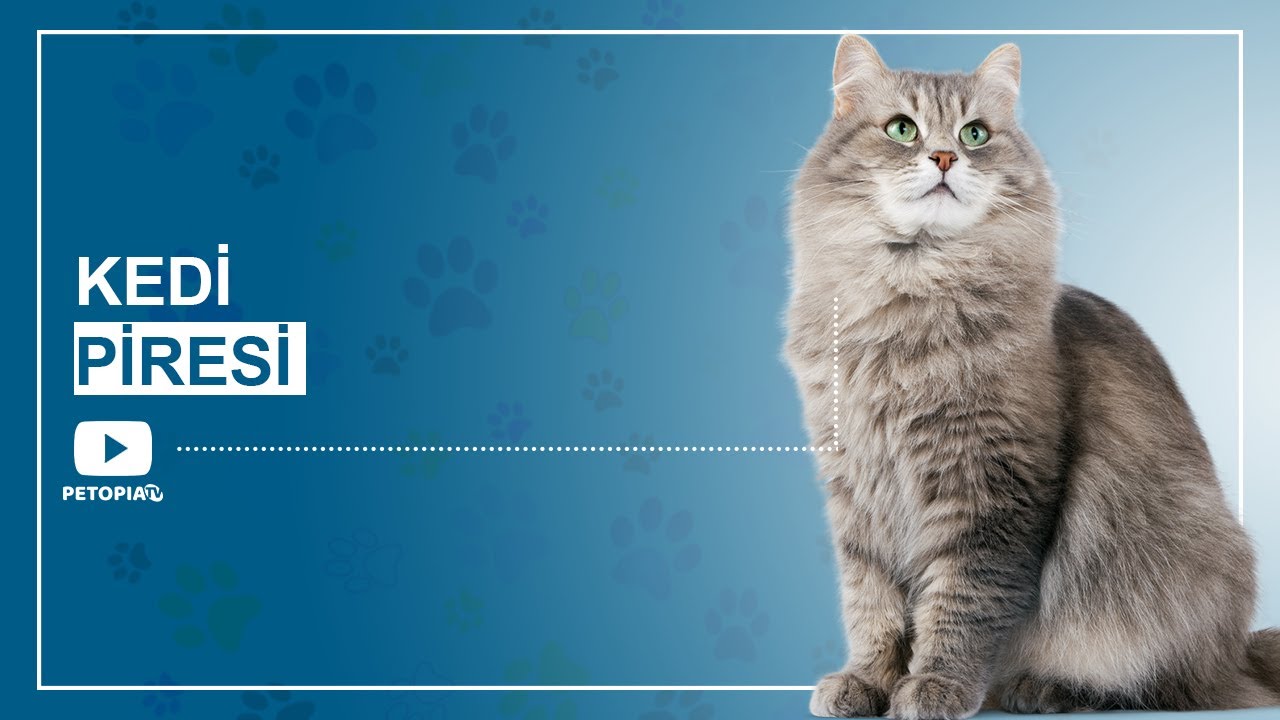 Kedi Piresi Nedir? Nasıl Anlaşılır? Nasıl Kurtulunur?