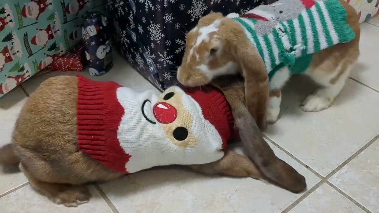 Rocking Around the Christmas Tree