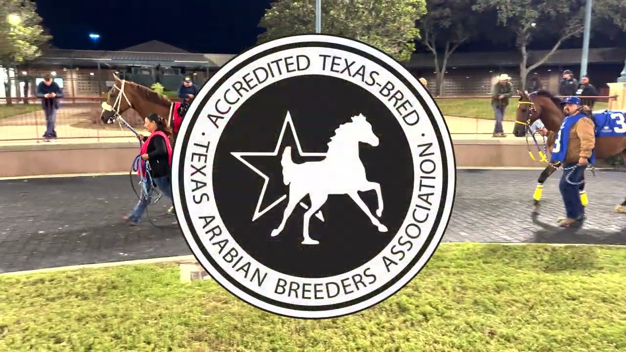 2025 Texas Arabian Oaks(G3) - StallioneSearch.com