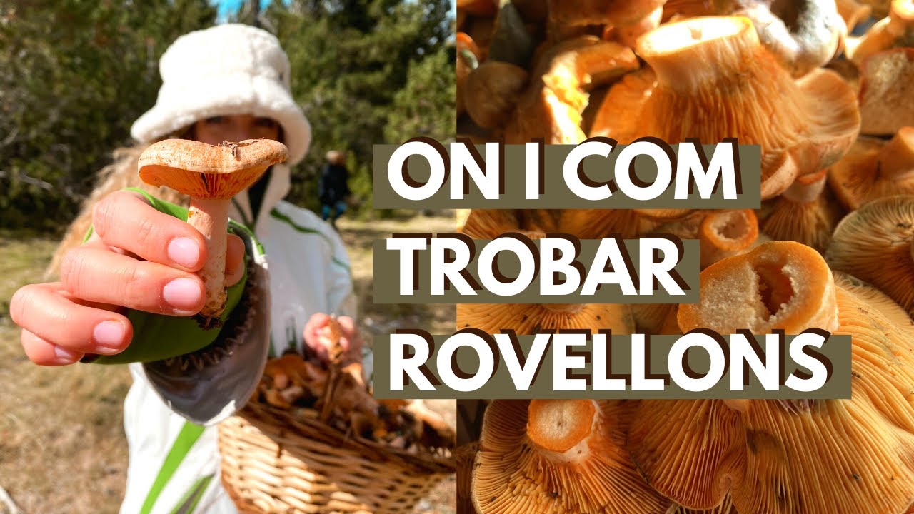VINE A BUSCAR ROVELLONS AMB MI | Perdo el grup de vista però acabo ben acompanyada!