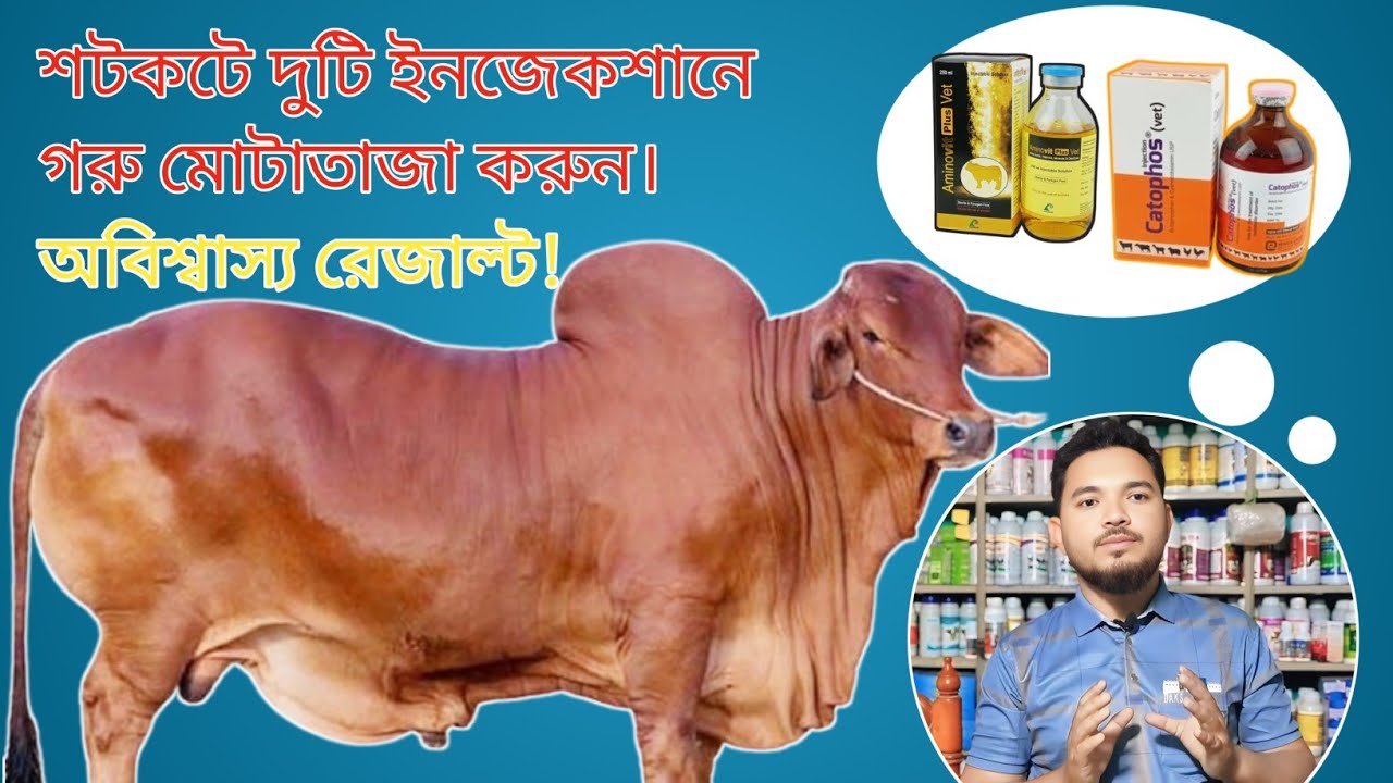 গরু মোটাতাজা করার দ্রুত কার্যকরী দুটি ইনজেকশন! | দ্রুত ওজন বাড়ানোর উপায়|mollahkrishitv|