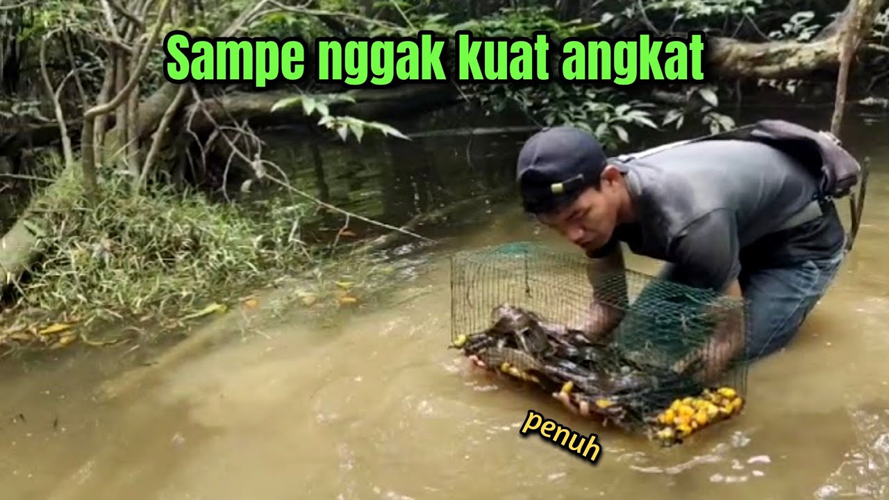 IKAN MAHAL DI RILIS KEMBALI || ANGKAT BUBU KAWAT IKAN LELE