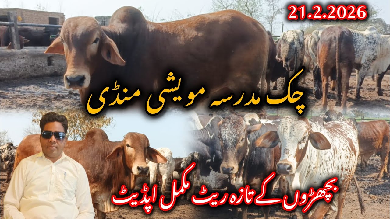 Chak Madrasa Mandi Latest Updates | Bachron Kay Taza Rate | Qavi Baba Mandi Bahawalnagar
