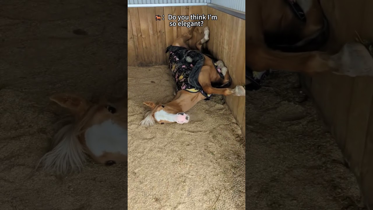 Funny horse#Horse #funny#funnyvideo #funnyhorse