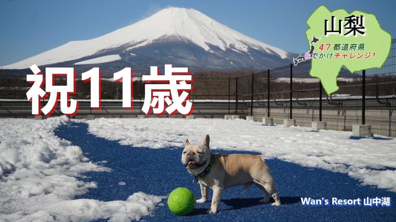 【絶景富士山】BOB11歳バースデー旅行inワンズリゾート山中湖｜愛犬と楽しむ誕生日祝い