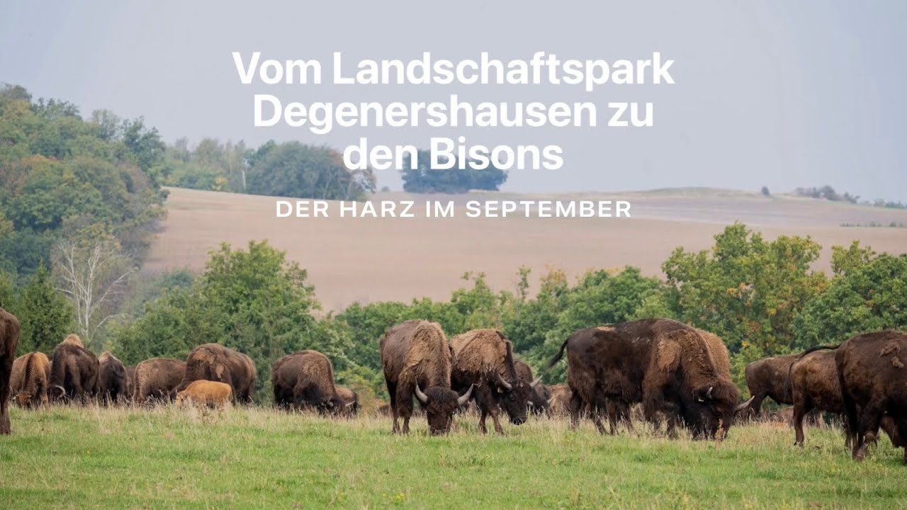 Vom Landschaftspark Degenershausen zu den Bisons