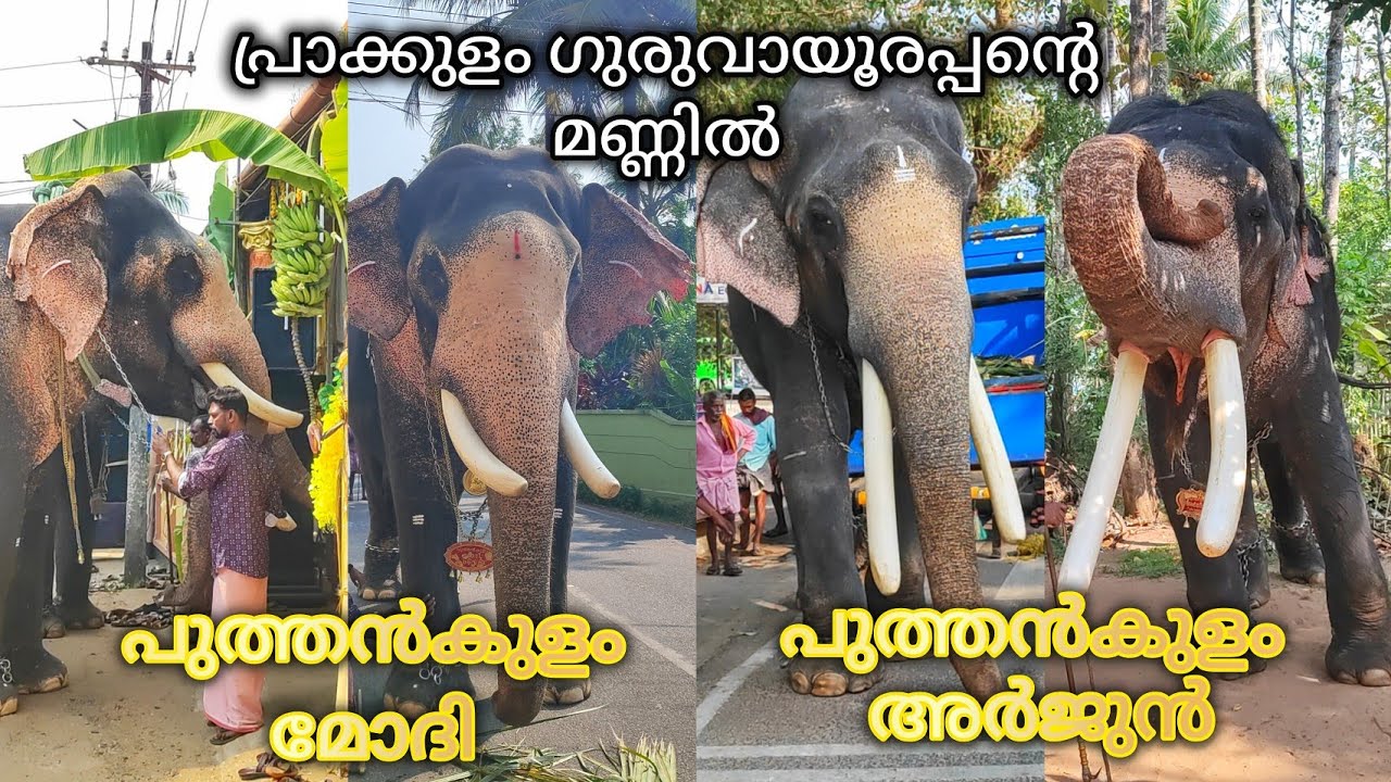 Prakkulam Sree Guruvayoorappan Temple / പുത്തൻകുളം മോദി / പുത്തൻകുളം അർജുൻ #prakkulam #kollam 