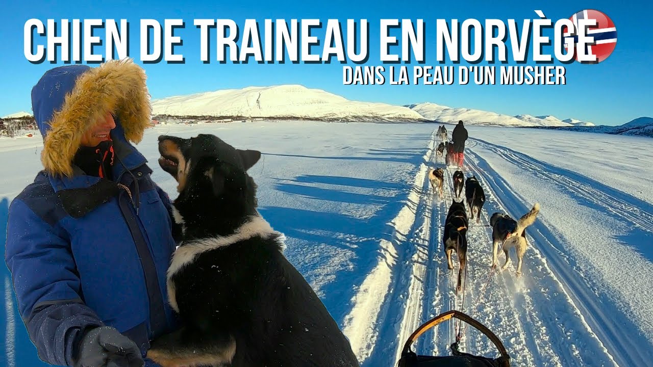 CHIEN DE TRAINEAU EN NORVÈGE - Dans la peau d'un Musher (WILD CALLING)