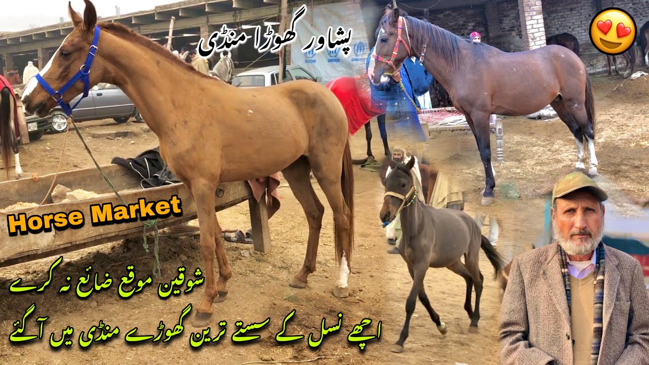 Horse Mandi Ring Road Peshawar January 2024 Winter 🥶 Updates | Rs 110K Desi Racer Horses Arrived