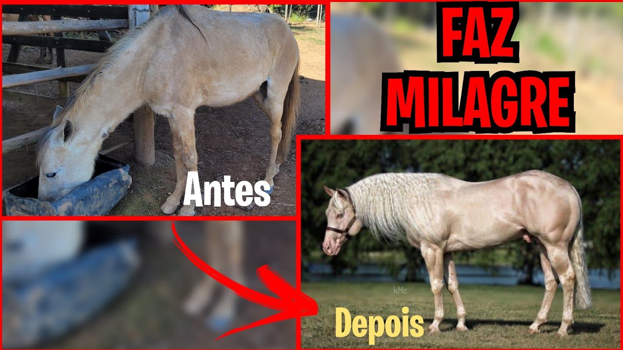 Como transformar seu cavalo em uma maquina, COM UMA SIMPLES MISTURA