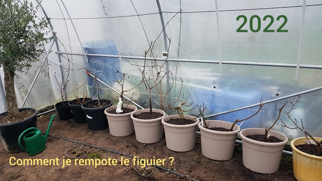 Rempoter le figuier