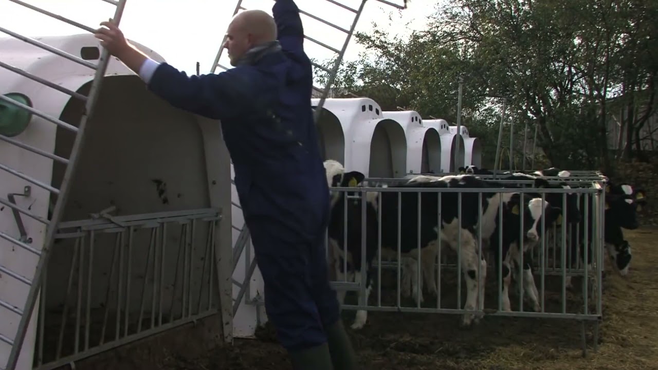 Boxa comuna pentru vitei, cu prag si gard, CalfOTel XL-5