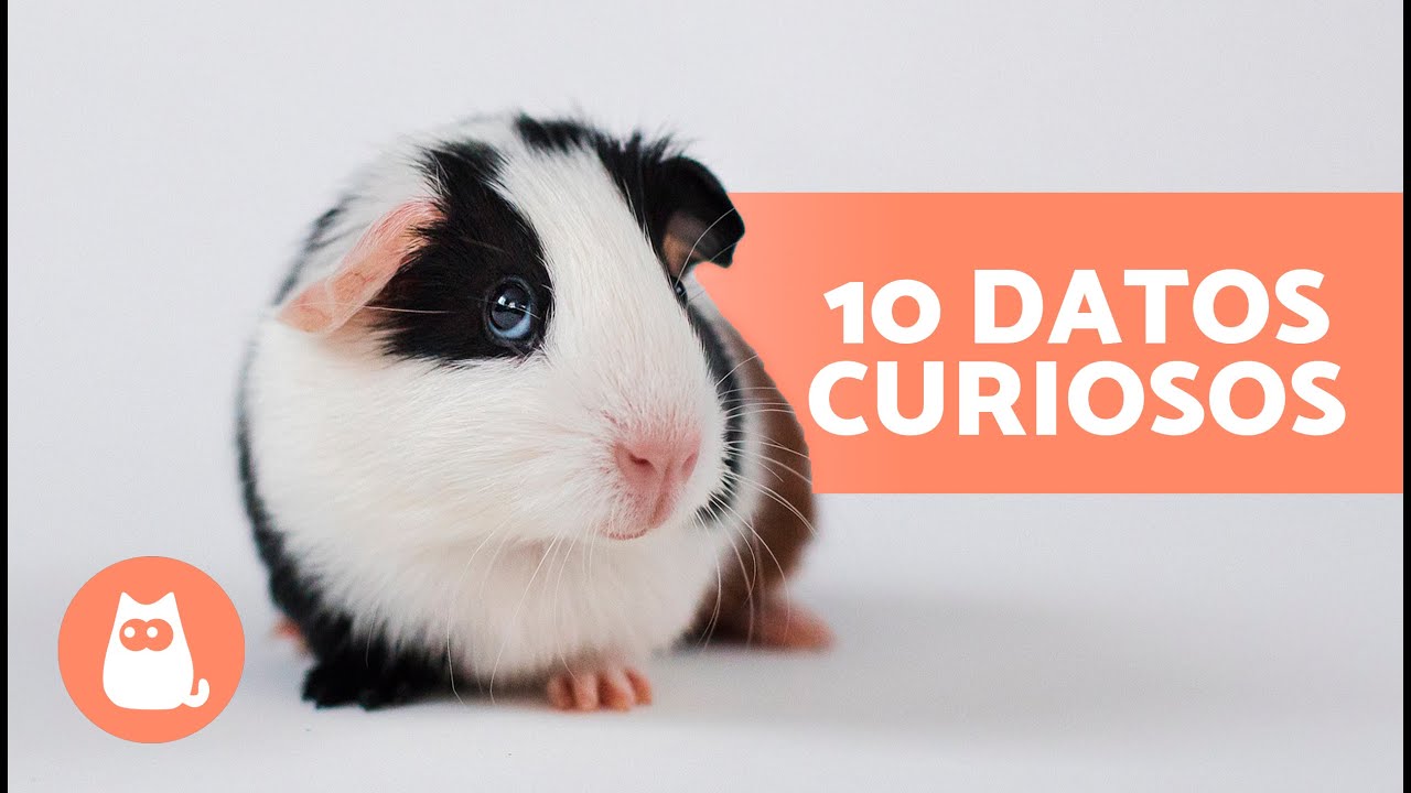 10 CURIOSIDADES sobre las COBAYAS 🐹 &iexcl;Te sorprender&aacute;n!