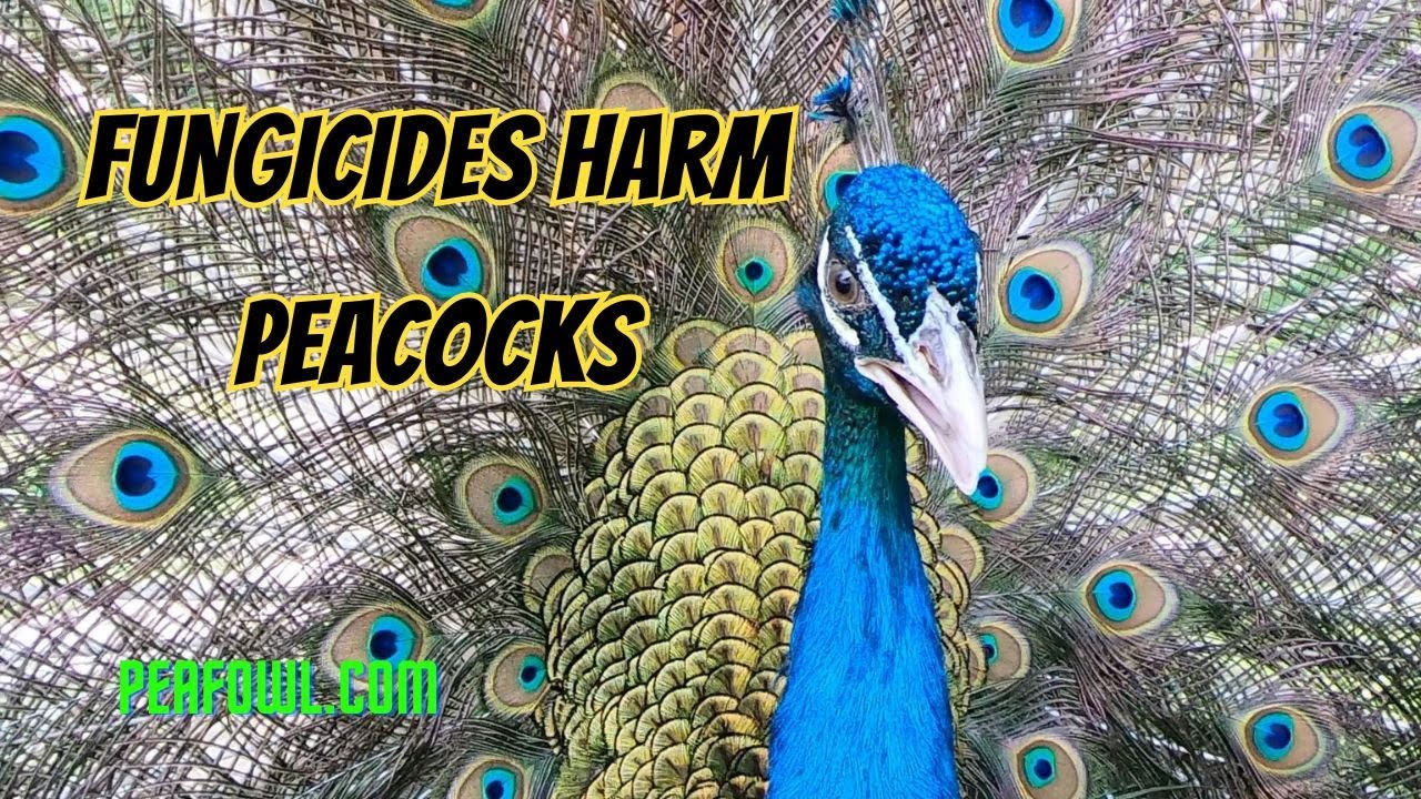 Фунгициды вредят павлинам, Peacock Minute, peafowl.com