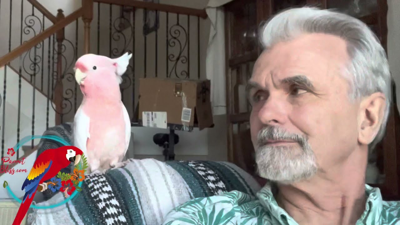 Are Major Mitchell Cockatoos Friendly? #parrot_Bliss #MMcockatoo #cockatoo