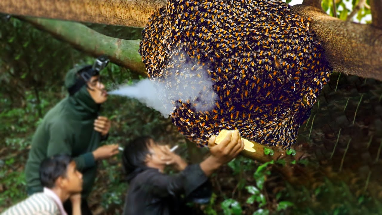 Primitive Technology Amazing Found Giant HoneyBee For Food In Big Tree