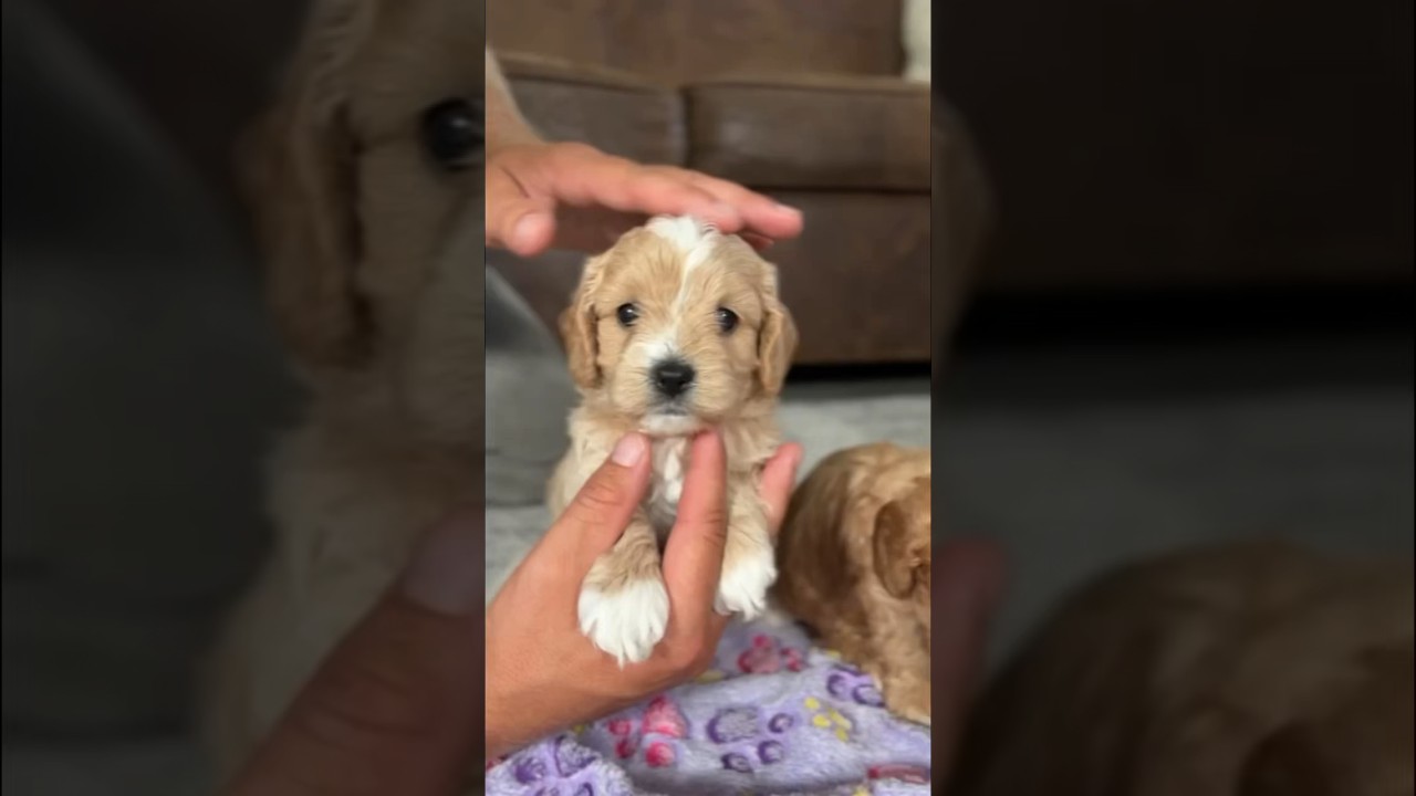 Adorable F1 Cavapoo 🐾 #cavapoopuppy #cavapooworld #puppy #cavapoo #cutepuppy #cavapoolove