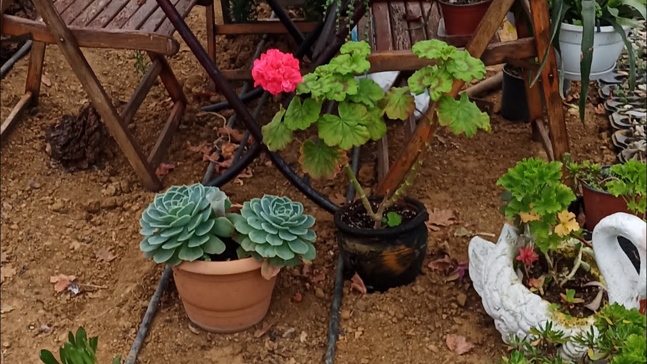 Köydeyim seradaki sukulentlerim💐🌺🌿