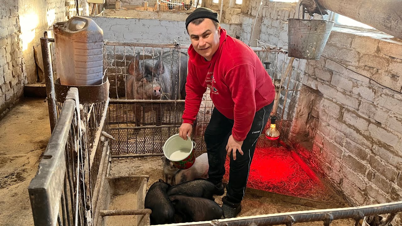 Ждём покупателя | Индюшка пошла на поправку 🦃
