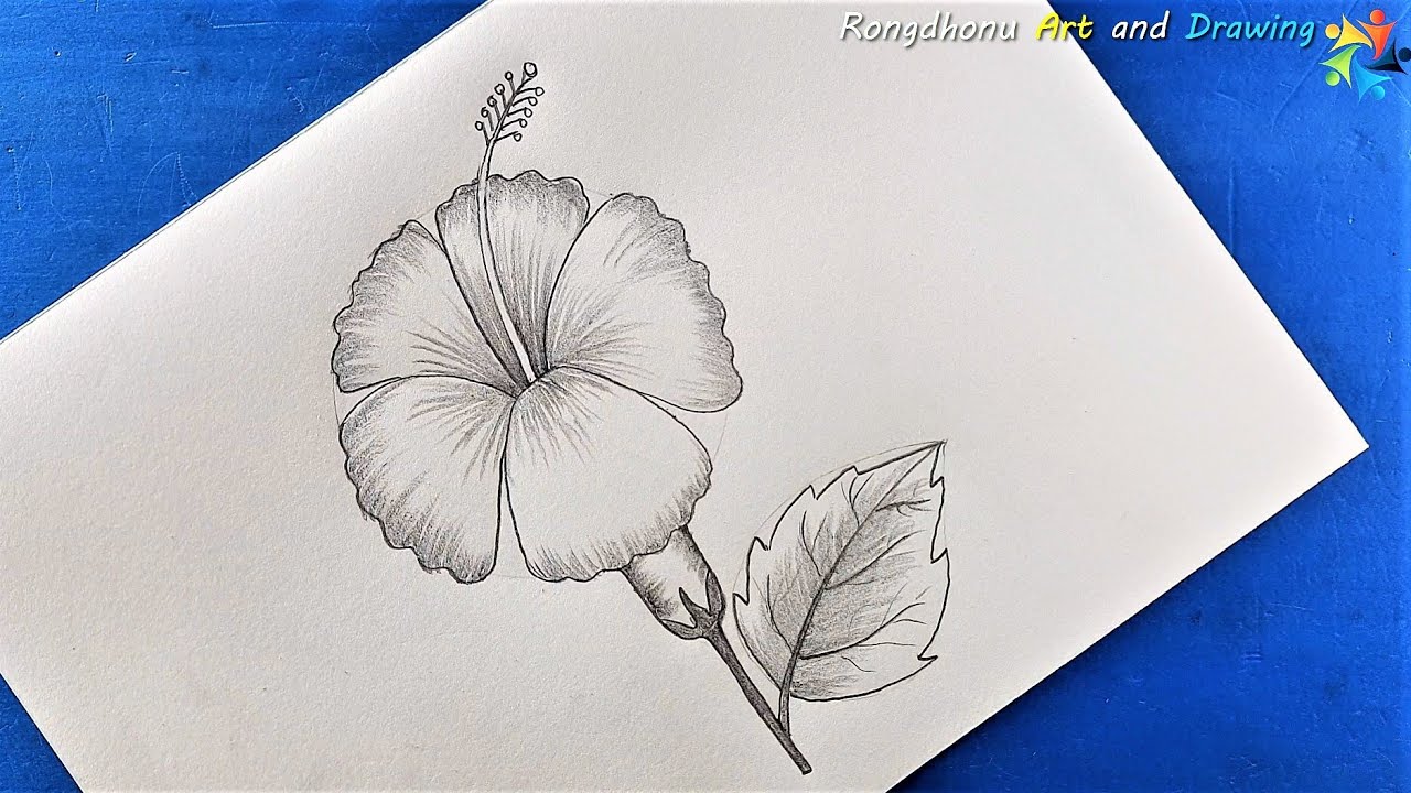 Joba ful Drawing | How to draw Hibiscus