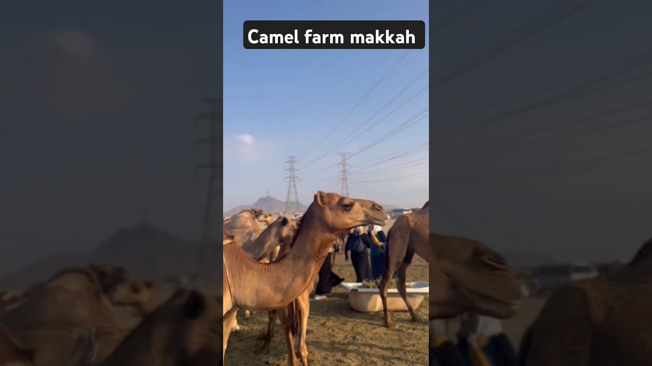 Camel farm in Saudi Arabia makkah #camel  #saudiarabia #shortvideo #shorts #camelfarm #camel